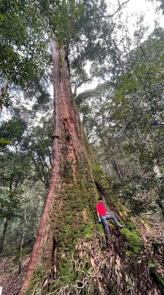 尋幽訪古遊走千年巨木和幻霧美森的樂山林道2882346