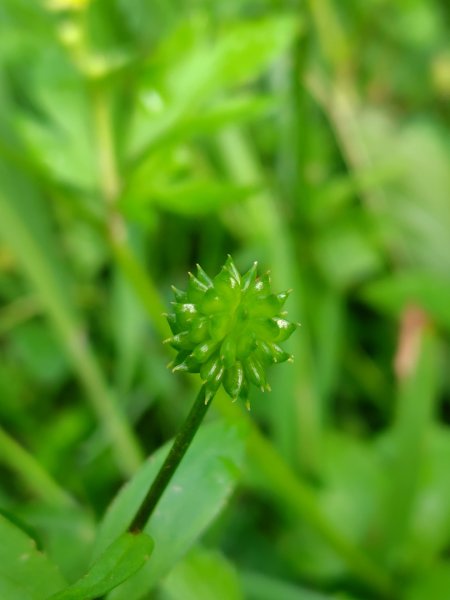 沙里仙林道、沙里仙溪、同富山/埔沙山、東埔山、阿毛巨木2812462