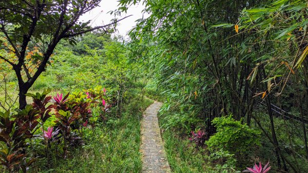 南港四分溪,三重埔埤濕地復育,大坑溪2502960