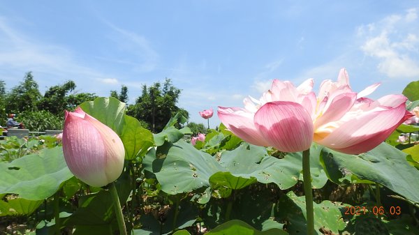 蝶戀花?! 花蝶戀?!1410557