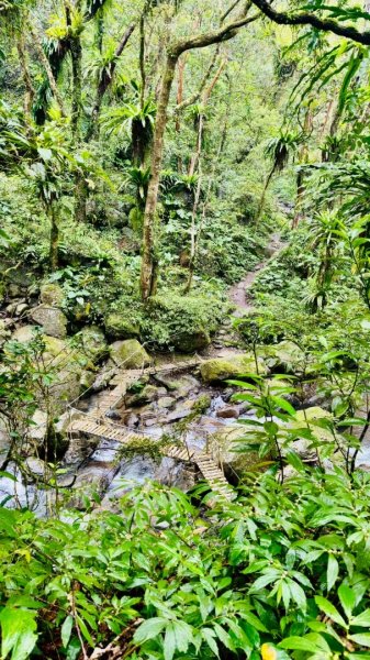 卡保石壁一葉蘭（耘夢谷上逐鹿山下O走）2809557