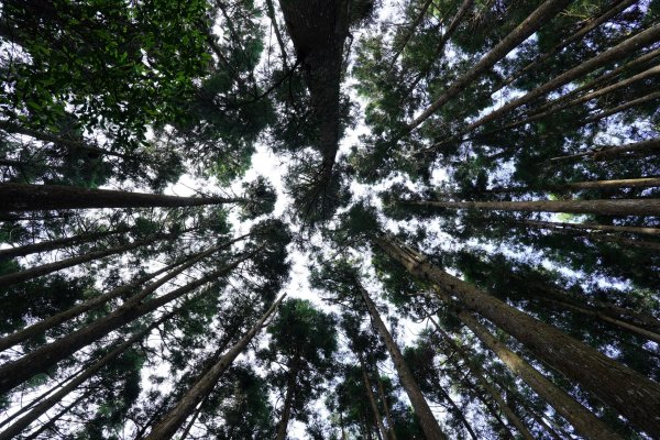 新竹 五峰 油羅山、霞山2798240