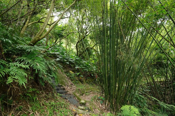 臺北 文山 指南山、猴山岳、魚衡山、大前坑山、猴山坑山、祥光寺後山、金頭山2775014