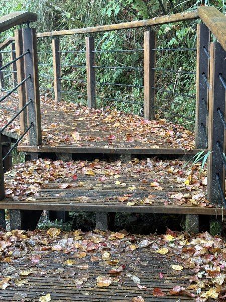 20251225塔山步道(大塔山)2970281