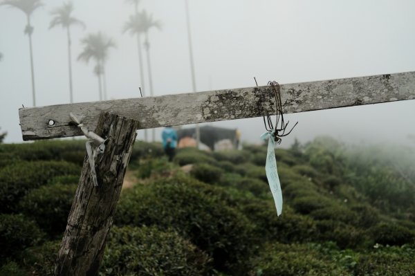 【雲林-嘉義】挑筍古道，車心崙步道897760