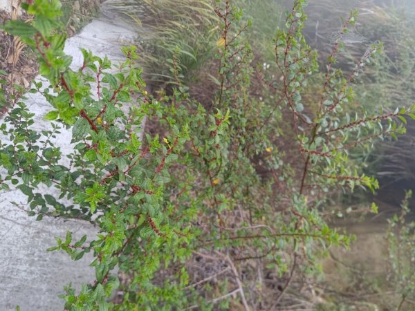 梅山鄉撿山頭2449420