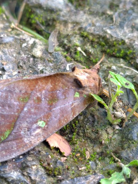 石盤坑 墘溪 橫屏山西峰 橫屏山2890691