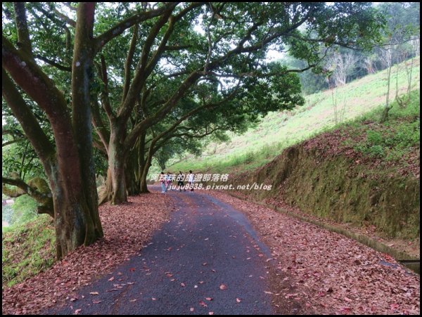 南投。日月潭向山自行車道繽紛落羽松。貓囒山浪漫紅葉步道504386