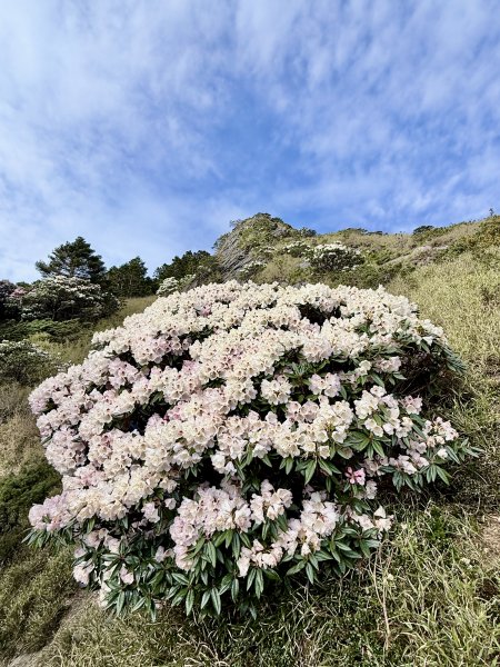 小奇萊賞杜鵑趣--與高山杜鵑的約定    2026.4.283044334