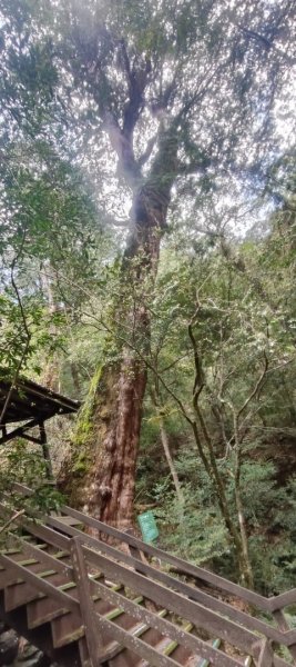 拉拉山國家森林遊樂區2752249