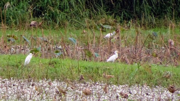 關渡自然鳥公園2322963