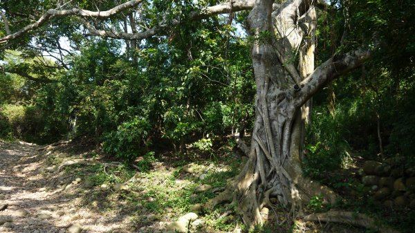 二訪鐵砧山登山建行趣(小百岳38號)1623150