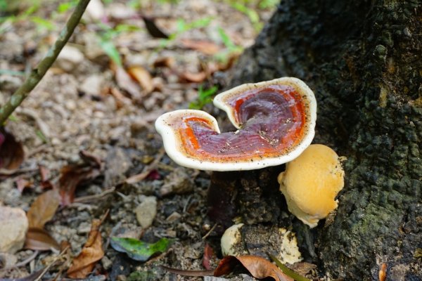 埔里彩蝶瀑布之國姓鄉眉冷山及糯米橋1466199