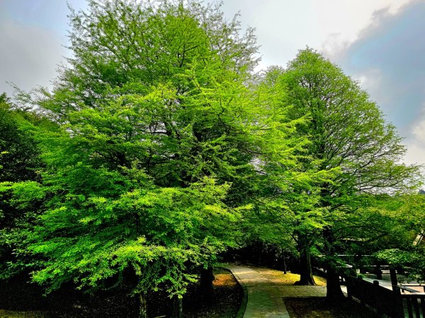 2026年臺北大縱走第三段：小油坑至風櫃口3037879