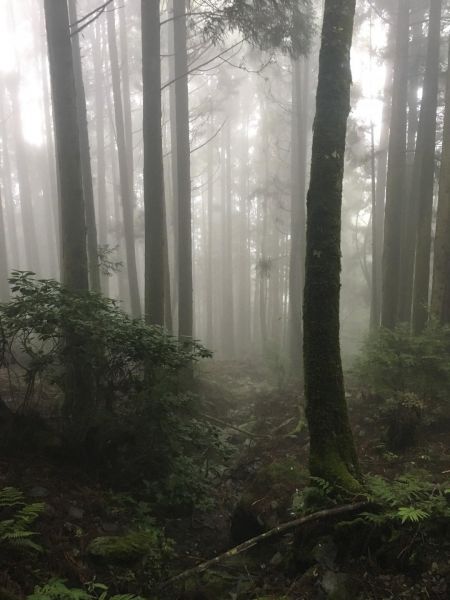 觀霧檜山巨木森林步道171744