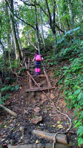 內鳥嘴山、北得拉曼長滿了【水晶蘭】895418