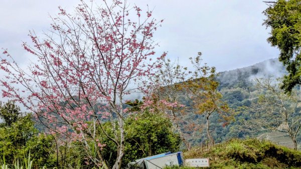 《踏莎行。太麻里山春色》2720587