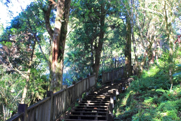 太平山檜木原始林→鐵杉林步道P型261419