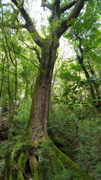 谷關七雄老二--馬崙山183417