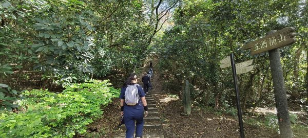 2026/01/25-五酒桶山、山鼻山步道2988086
