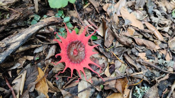 大混李棟重訓2883625