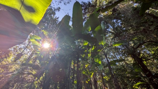 鳳凰山步道（溪頭）2838237