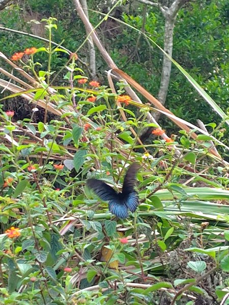 霧里乙部落-舊內文社-霧里乙山東北峰-霧里乙山-霧里乙南山-獅子頭山2766058