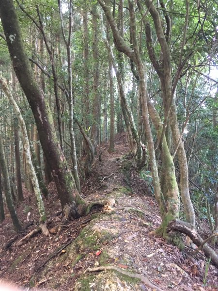 20191010-油羅山697242