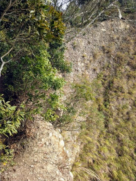 台中大坑4號步道上石苓湖山/黑山/黑山北1251352