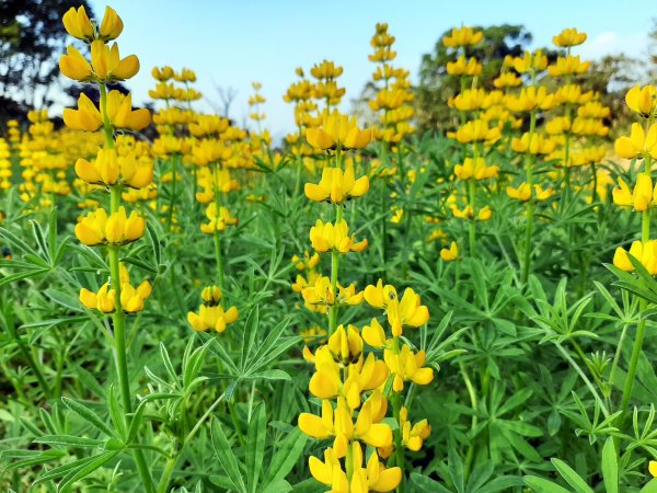 臺北大縱走7：家鄉的茶園開滿花 閃閃的淚光魯冰花封面