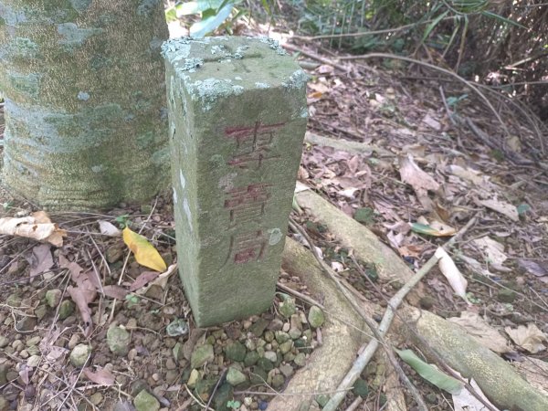 20230812台中東勢石角山、麻竹坑山、和平大南坑山主峰、大南坑山、大南坑山東峰2246197