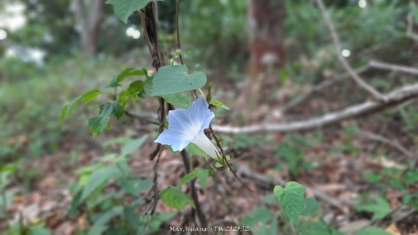 《彰化》古意人文｜員林18觀音O繞大峰巷挑水古道202504122759460