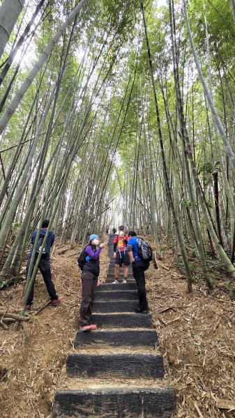 桃園復興枕頭山及薑母島偶遇穿山甲的悠閒O型走2984229