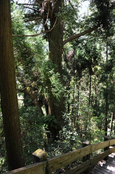 2013_0629_檜山巨木森林步道2174346