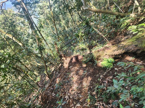 20250216水社大山潭南線2746139