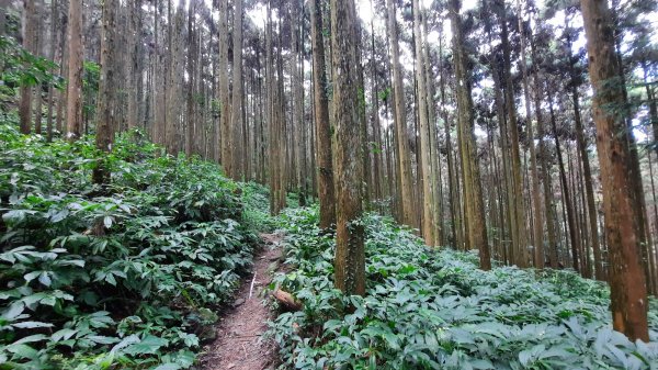 《苗栗》山中水晶蘭｜南庄向天湖山三連峰O型202203131639741