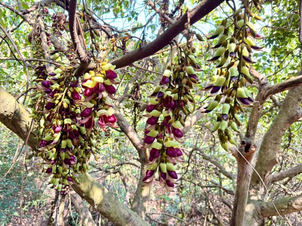 草尾嶺血藤滿山開3019003