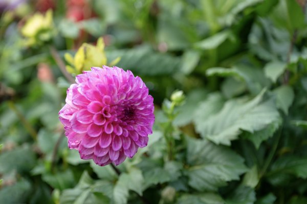 南澳/朝陽國家步道2751978