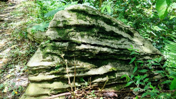 微笑山線百年大榕樹段2848411