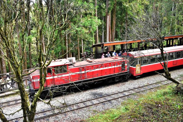 20260207阿里山健行追公車3010598