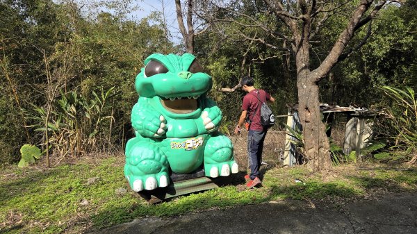 桃園復興枕頭山及薑母島偶遇穿山甲的悠閒O型走2984239