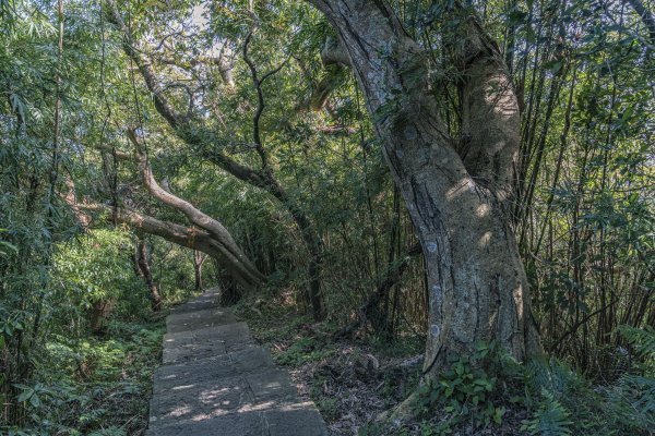 觀音山(北橫古道)1542389