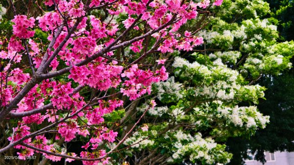 #綠繡眼 訪花 #吉野櫻 #天元宮 #楓樹湖 03162750777