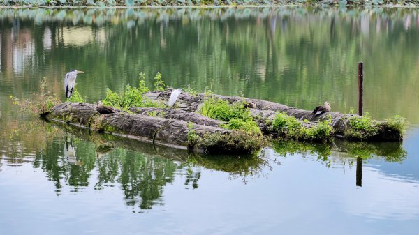 東勢林業文化園區2647957