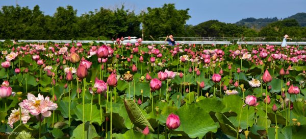 金山清水濕地 5/31 #牡丹蓮 #香水蓮2799978