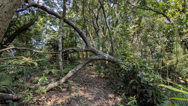 115.04.12金平山西峰-蝙蝠洞之旅3034713