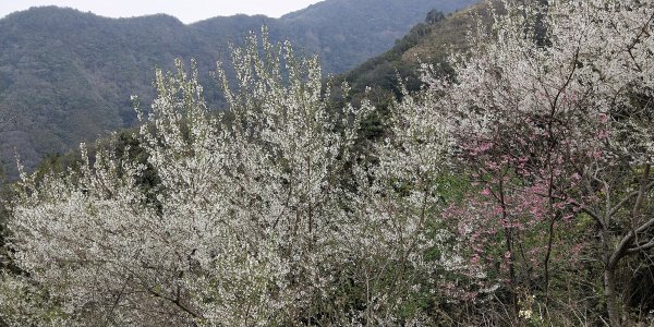 202102 小百岳李棟山，加碼魯壁山1292316