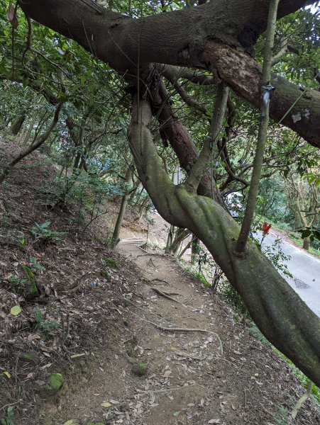 2022.03.05－大棟山縱走1636855