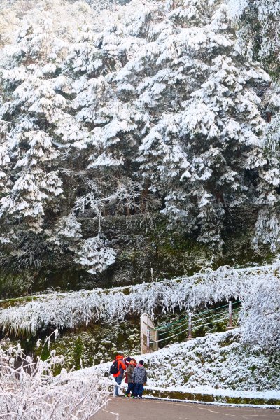 拉拉山神木上的雪白上衣1232628