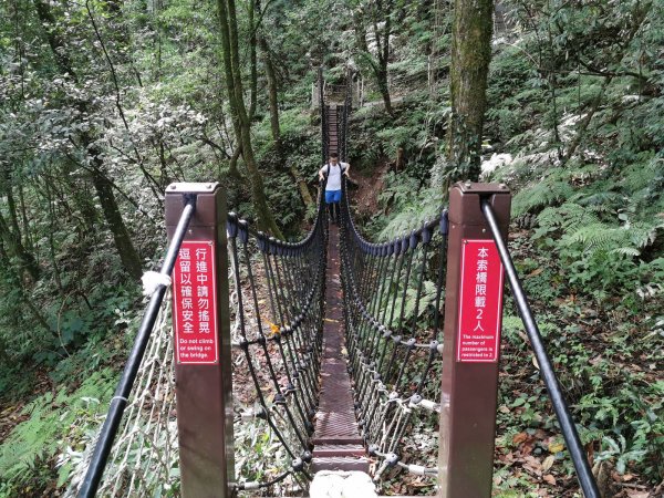 梨山希利克步道-泰雅族占卜靈鳥-繡眼畫眉1049507